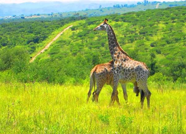 nyerere national park