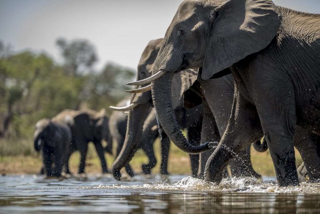 safari itineraries